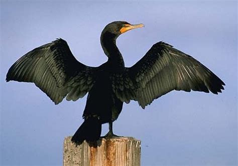 Double Crested Cormorant ~ New Jersey Scuba Diving
