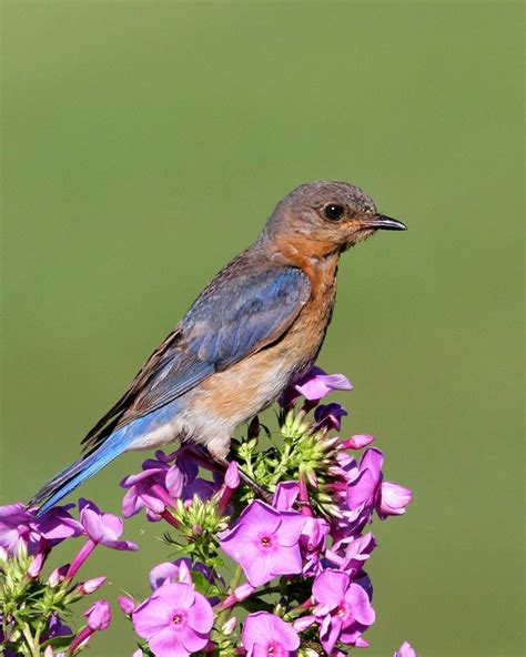 Welcome To The Bluebird Society Of Pennsylvanias Website Bluebird