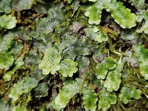 Facts About Liverworts What Are Liverworts And Where Does They Grow