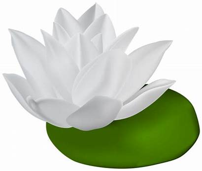 Lily Transparent Water Clip Clipart Flowers Leaf