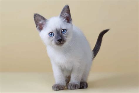 Blue Point Siamese Cat Facts Traits More With Pictures Vlrengbr