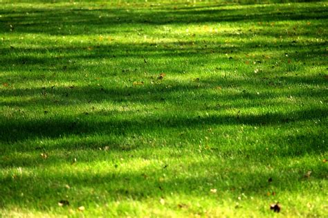 잔디 자연 잔디의 블레이드 Pixabay의 무료 사진 Pixabay