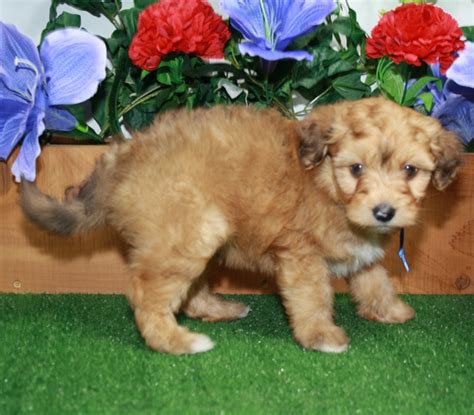 Teddy Bear Aussiedoodle Puppy 663733 Puppyspot