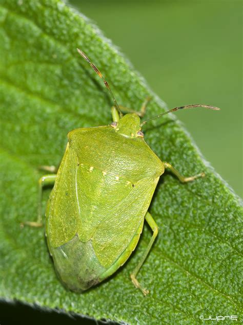 Southern Green Stink Bug Biodiversity Of Obrenovac · Biodiversity4all