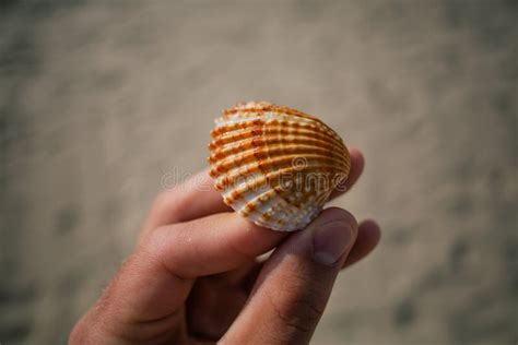 Seashells In The Hands Adriatic Sea Italia Coast Apulia Stock Image
