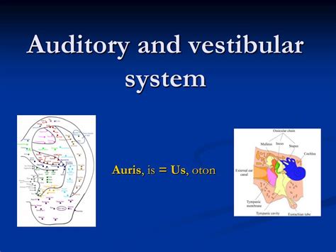 Ppt Auditory And Vestibular System Powerpoint Presentation Free