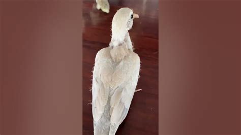 Play With My Lovely Baby White Dove Short Youtube