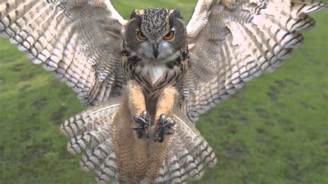 Full Hd High Speed Movie Eagle Owl 2 Photron Sa2 Youtube