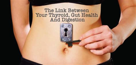 the link between your thyroid gut health and digestion
