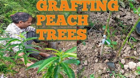 How To Graft On Pech Grafting Peach Trees चिप बड आसान ग्राफ्टिंग