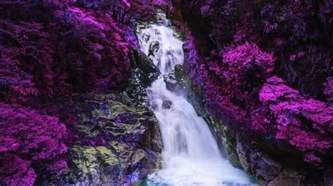 Rushing Wateralls Surrounded By Lush Purple Trees Waterfall Photo