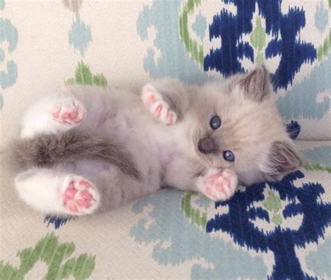 Ragdoll Kittens For Sale In Texas Jamilas Ragdolls Ragdoll Kitten