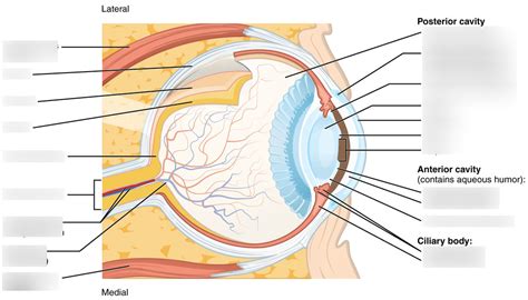 Structure Of The Eye Diagram Quizlet
