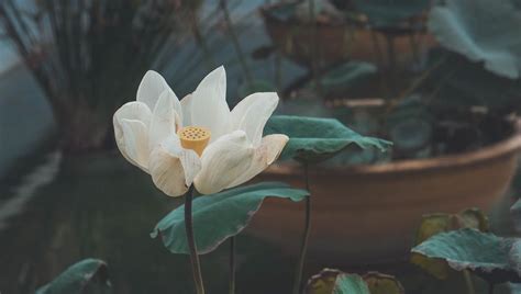 Download Wallpaper 960x544 Lotus Flower White Bud