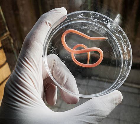 Roundworm Pictures Images And Stock Photos Istock