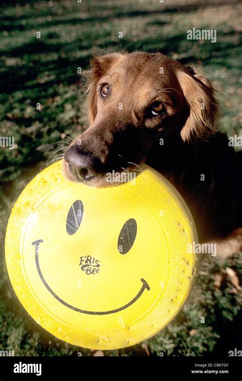 Golden Retriever With Frisbee Stock Photo Alamy