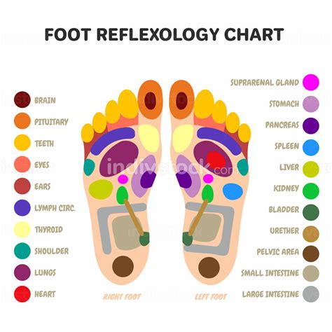 Reflexology Foot Massage Points Acupuncture And Acupressure Points Therapy Feet Vector