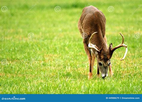 Deer Buck Grazing In Cades Cove Stock Image Image Of Buck Cades