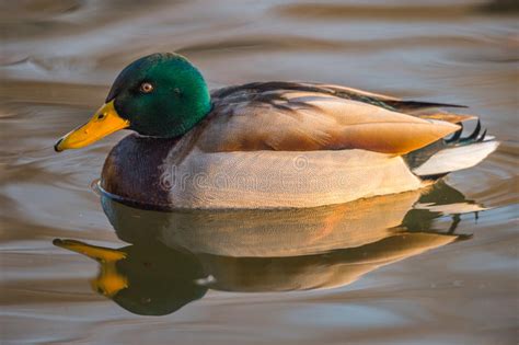 Wild Duck Reflection In Water Stock Image Image Of Ornithology