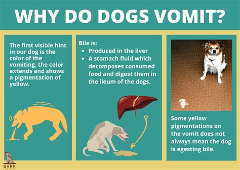 What Does It Mean When Your Dog Throws Up Bile