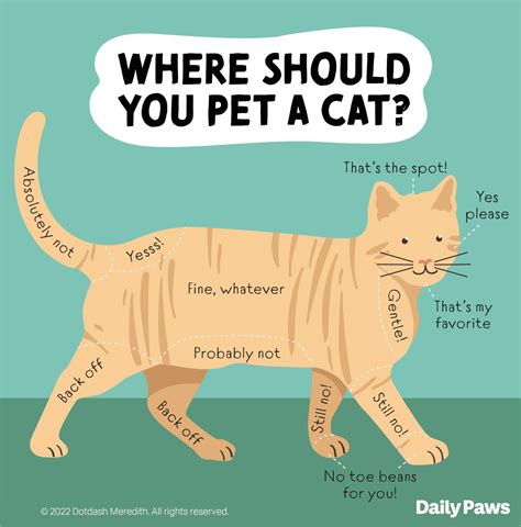 Why Do Cats And Dogs Like Being Petted