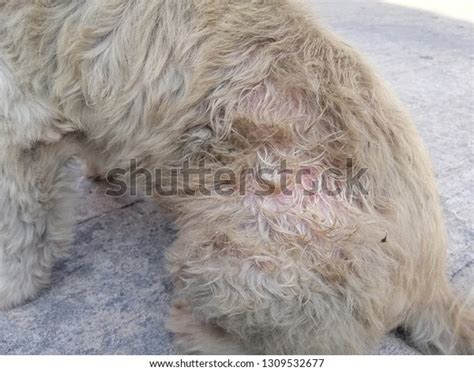 Dermatitis Dog Problem Skin Dog Hair Stock Photo 1309532677 Shutterstock
