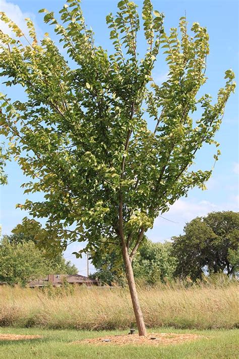 American Elm Collection New Harmony Princeton And Valley Forge