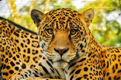Best Jaguar Tropical Rainforest Carnivore Animal Stock Photos Pictures