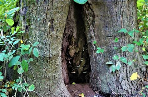 Possible Causes Of Holes In Your Tree Urban Forest Pro Top Rated