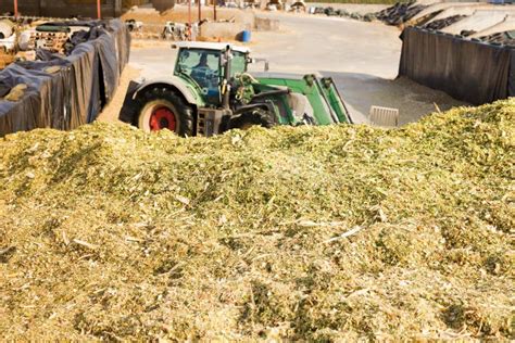 Harvesting Of Silage Stock Image Image Of Dairy Livestock 253687211