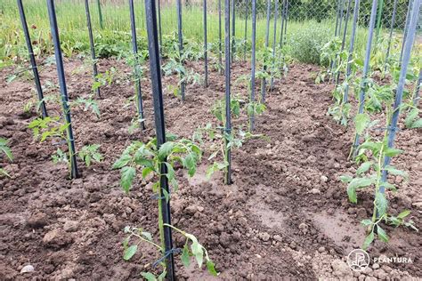 Supporting Tomato Plants When Why And How Plantura