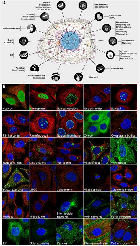 A Subcellular Map Of The Human Proteome Science