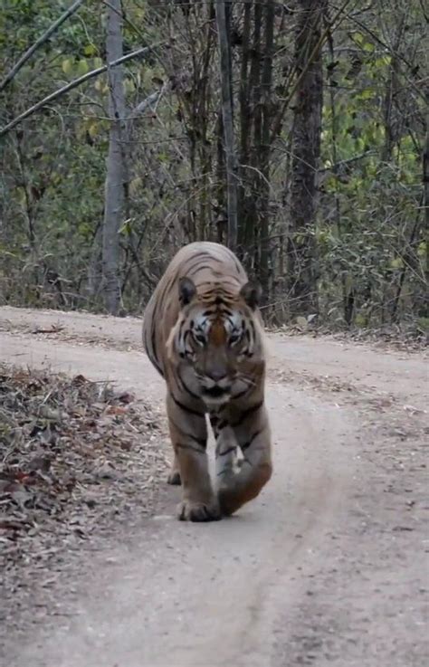 Wildlife Bigcats On Instagram “bengal Tiger Video By 📷durgesh