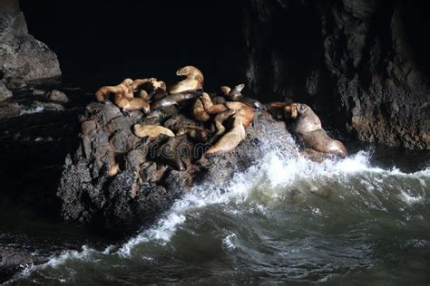 Sea Lion Caves Florence Oregon Usa Stock Image Image Of Pacific