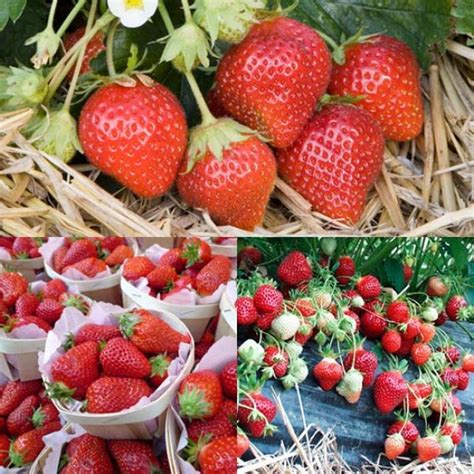 French Gourmet Strawberry Collection 18 Plants
