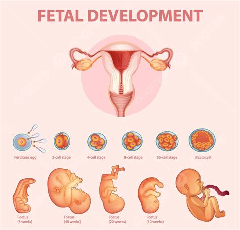 Stages Human Embryonic Development Vagina Date Stage Vector Vagina