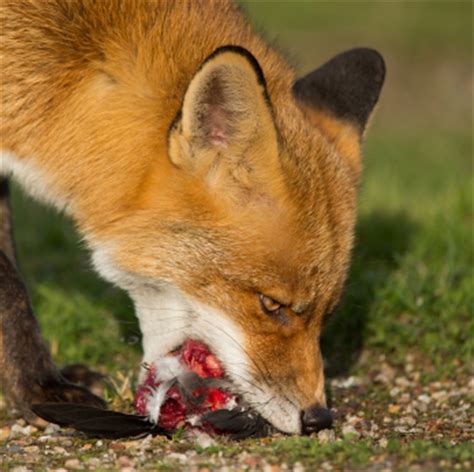 Foxes eat a large variety of foods. Red Fox (Vulpes vulpes) | Varminter Magazine
