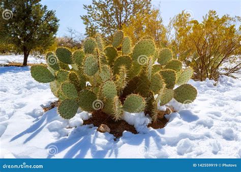 Prickly Pear Cactus Covered In Snow In Arizona Stock Image Image Of