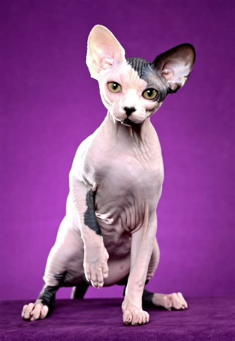 sphynx cats      living  hairless cats poc