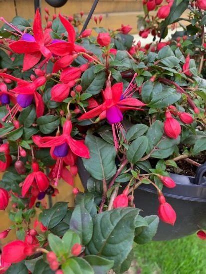 16 Best Fuchsia Varieties For Hanging Baskets And Pots