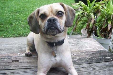 Puggle Pug And Beagle Mix