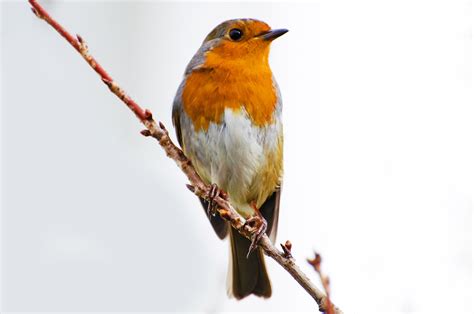 Bird Robin Erithacus Rubecula Kostenloses Stock Bild Public Domain Pictures