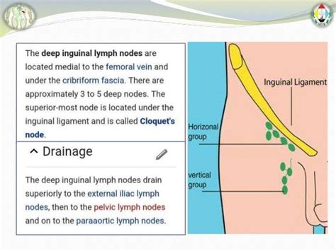 Lymphatic Drainage Of Whole Body By Faisal Azmi