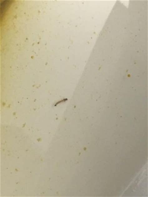 Check spelling or type a new query. Small Worm Found in Toilet After Use - All About Worms