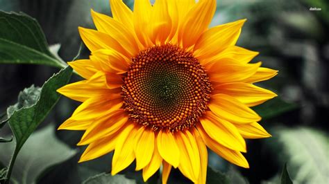 Sunflower Wallpapers 72 Images