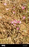 Flowering Desert Rose, a Sahel zone, drought resistant plant Stock ...