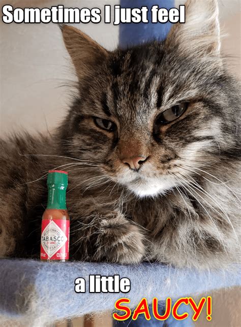 Spicy Cat Is Spicy Lolcats Lol Cat Memes Funny Cats Funny Cat