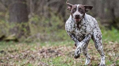 German Shorthaired Pointer Breed Information: Facts, Pictures, & More