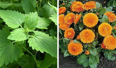 10 Amazing Shade Tolerant Herbs