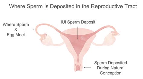 Basics Of Conception And Fertility Treatment Fertilityiq